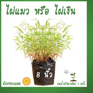 ต้นไผ่แมว ไผ่แมว หรือ ไผ่เงิน พุ่มสวยๆ อาหารแมว ต้นหญ้าเเมว ไผ่แมวกิอน หญ้าหมาะสำหรับแมว สุนัข กระต่าย พืชสำหรับแมว