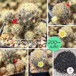 ( 200++ เมล็ด ) เมล็ดแมมเม็ดพริกหนามเหลือง Mammillaria Prolifera var. Haitiensis แคคตัส กระบองเพชร cactus&amp;succulent