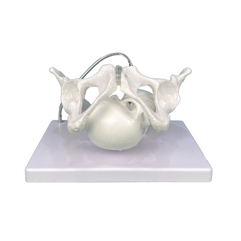Top หญิง Pelvis รุ่นทารกในครรภ์ Skull Midwifery การสอนรุ่นผู้หญิง Pelvis ผักกาดหอมรุ่นช่วยสอนสําหรับ