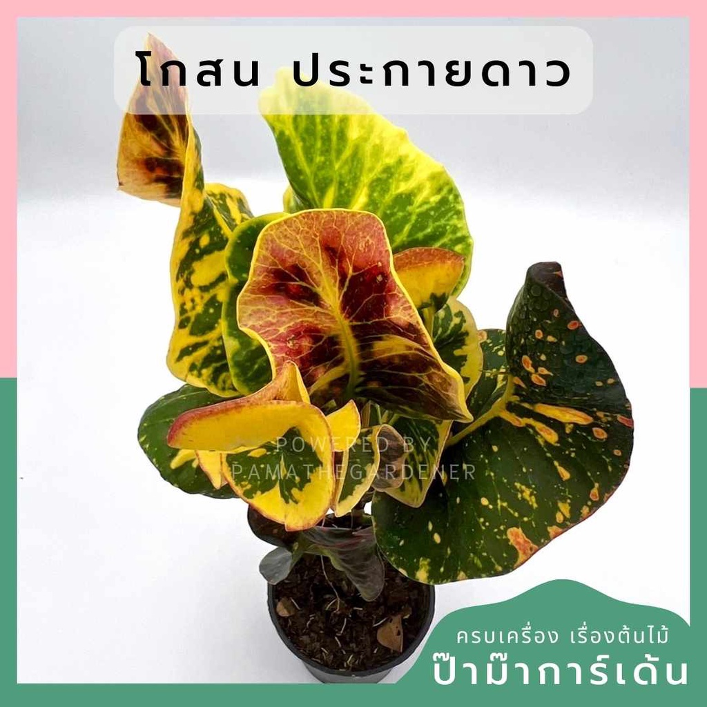 โกสนประกายดาว ส่งพร้อมกระถาง 6 นิ้ว