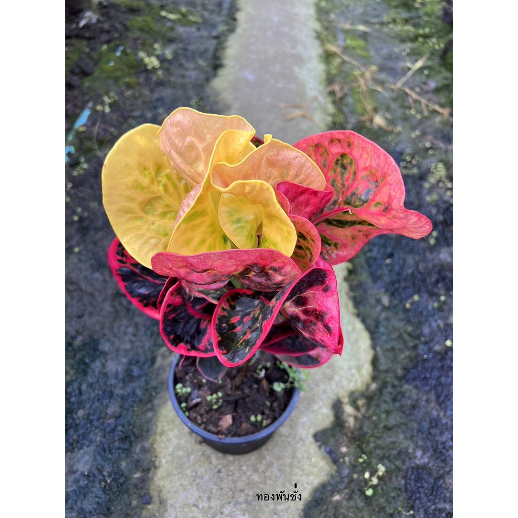 มุมมอง 2