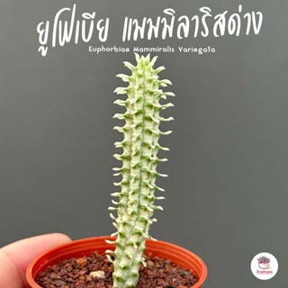 ยูโฟเบีย แมมมิลาริสด่าง Euphorbiaล Mammiralis Variegata แคคตัส กระบองเพชร cactus&amp;succulent