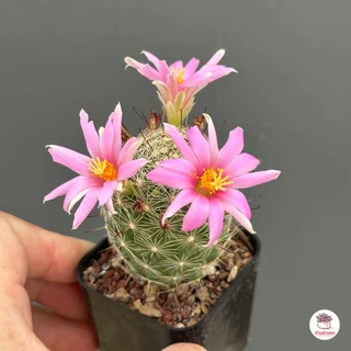Mammillaria Insularis แคคตัส กระบองเพชร cactus&succulent