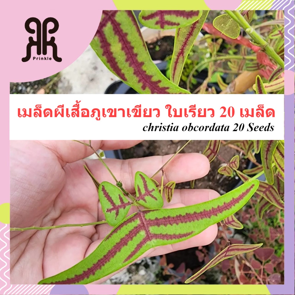 ผีเสื้อภูเขา เขียวใบเรียว ต้นไม้น่ารัก สายพันธุ์หายาก christia obcordata