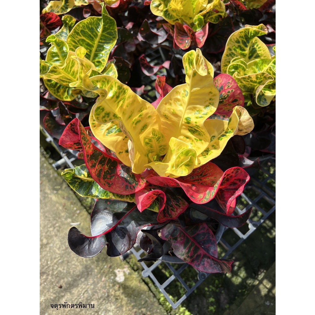 มุมมอง 2