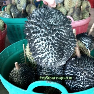 โรคทุเรียนใบจุด ยาเชื้อรา ยากำจัดเชื้อรา 1 ลิตร ในนาข้าว สวน ไม้ผล เชื้อราใบไหม้ทุเรียน โรคเชื้อราทุเรียน