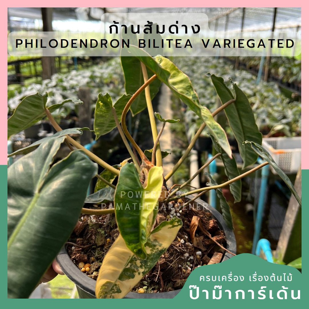 Philodendron billietiae variegated ก้านส้มด่าง ไม้ยอด
