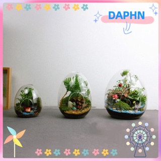 Daphs ขวดแก้วมอส สวนขวด ไฮโดรโปนิก ไมโครภูมิทัศน์