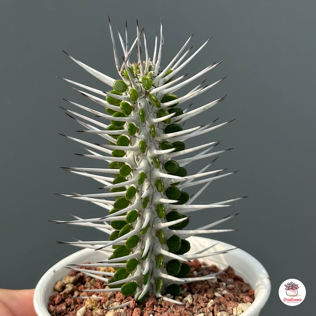 Alluaudia procera แคคตัส กระบองเพชร cactus&succulent