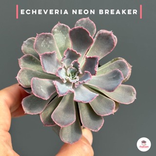 Echeveria Neon Breaker ไม้อวบน้ำ กุหลาบหิน cactus&amp;succulentหลากหลายสายพันธุ์