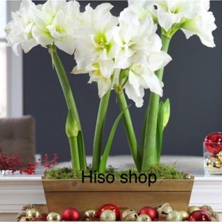 miniwhite amallis ว่านสี่ทิศมินิไวท์ Mini White (Marquis) ดอกซ้อน สีขาว