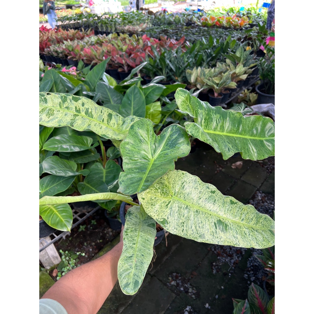 มุมมอง 3