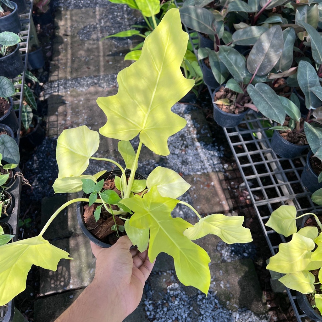 มุมมอง 3