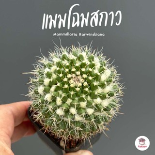 แมมโฉมสกาว Mammillaria Karwinskiana แคคตัส กระบองเพชร cactus&amp;succulent