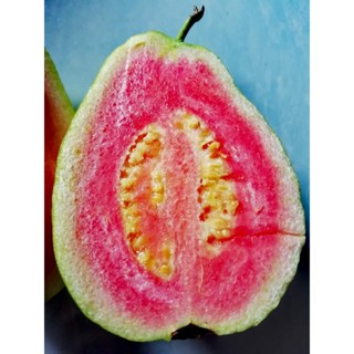 Watermelon guava seeds (30 seeds)