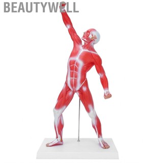 Beautywell Displaying 50cm Muscular System Model Human Muscles Body Structure