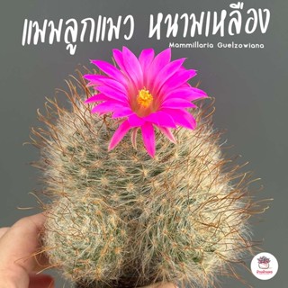 แมมลูกแมว หนามเหลือง #ไซส์2.5 นิ้ว Mammillaria Guelzowiana แคคตัส กระบองเพชร cactus&amp;succulent