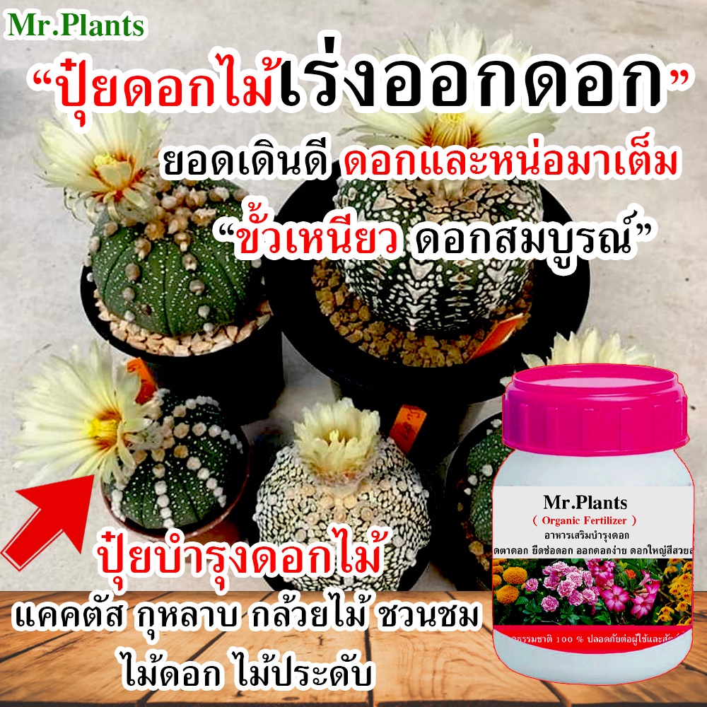 บำรุงต้นกุหลาบ [PDD] สูตรเข้มข้น ปุ๋ยบำรุงดอกกุหลาบ เร่งดอกแคคตัส กล้วยไม้ กุหลาบ ชวนชม ดาวเรือง เร่งสีดอก