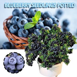 Blueberries Organic Seeds for Planting Blueberries Fresh Fruit Seed Non GMO Seed