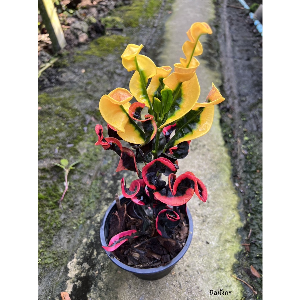 มุมมอง 2