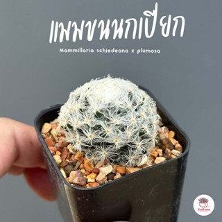 แมมขนนกเปียก Mammillaria schiedeana x plumosa แคคตัส กระบองเพชร cactus&amp;succulent