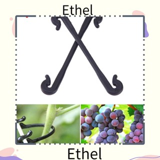 Ethel1 หัวเข็มขัดเกลียว สําหรับยึดเถาวัลย์ 150 ชิ้น