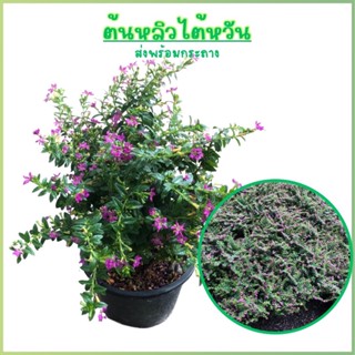 หลิวม่วง หลิวไต้หวัน (False Heather) สูง 20-25 ซม. ต้นไม้มงคล ออกดอกสีม่วงสวยงาม ดอกไม้ประดับ ส่งพร้อมกระถาง