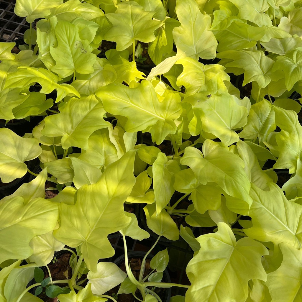 มุมมอง 2