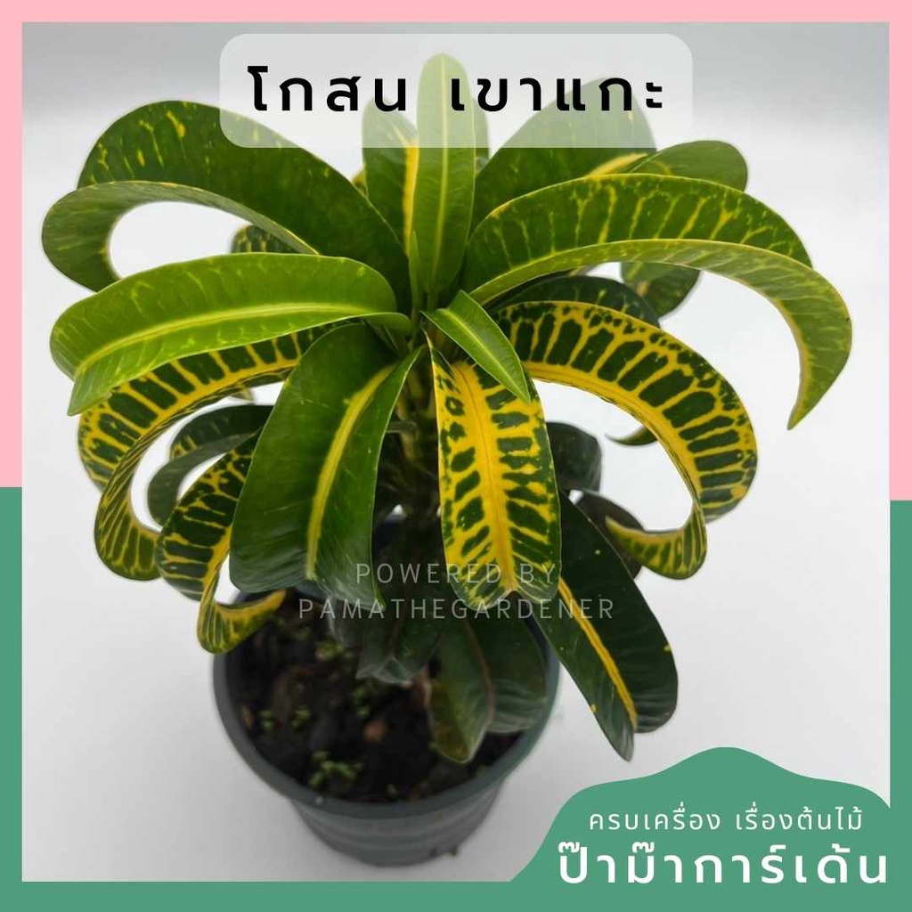 โกสนเขาแกะ ส่งพร้อมกระถาง 6 นิ้ว