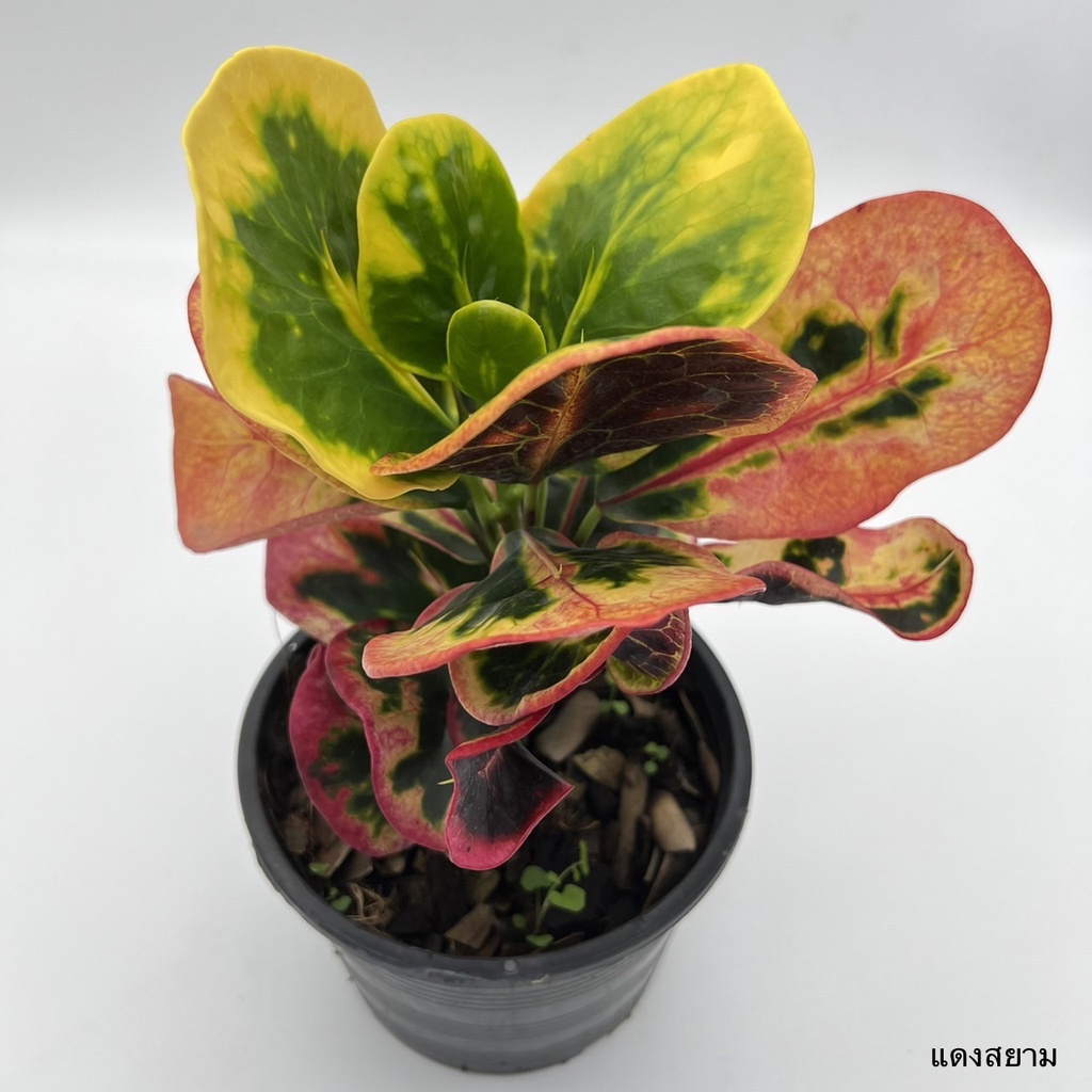 มุมมอง 2