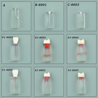 โมเดลฟันเรซิ่น RCT สําหรับฝึกซ้อมช่องปาก