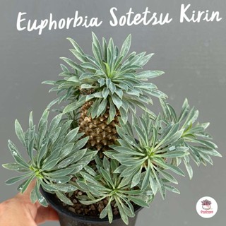 Euphorbia Sotetsu Kirin แคคตัส กระบองเพชร cactus&amp;succulent