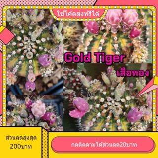 เมล็ด Gold Tiger เสือทอง 1หลอด ได้150เมล็ด+++