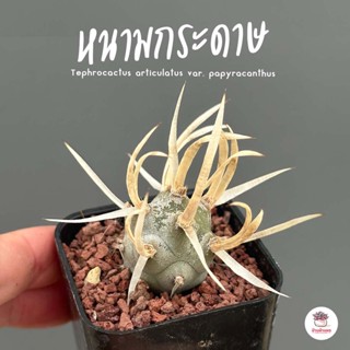 หนามกระดาษ Tephrocactus articulatus var. papyracanthus กระบองเพชร แคคตัส ไม้อวบน้ำ cactus&amp;succulent