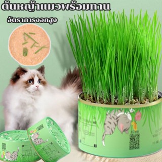 พร้อมส่ง🐱🐱หญ้าแมว ออร์แกนิค ข้าวสาลีแมว ต้นข้าวสาลีแมว หญ้าแมวพร้อมทาน ชุดปลูกต้นอ่อนข้าวสาลี ช่วยล้างกระเพาะแมว