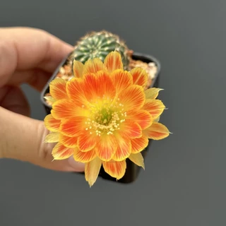 อิชินอปซิส & โลบิเวีย Echinopsis & Lobivia แคคตัส กระบองเพชร cactus&succulent