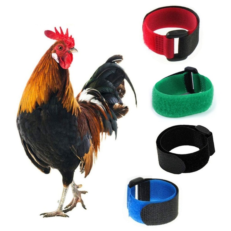 Cc 2PCS ปลอกคอไก่แบบคล้องคอปรับได้ Noisy ปลอกคอป้องกันการตัดหญ้า