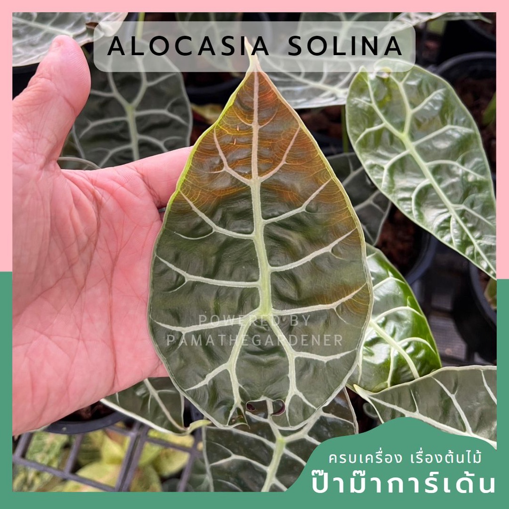 Alocasia Solina ส่งงพร้มกระถาง 6 นิ้ว