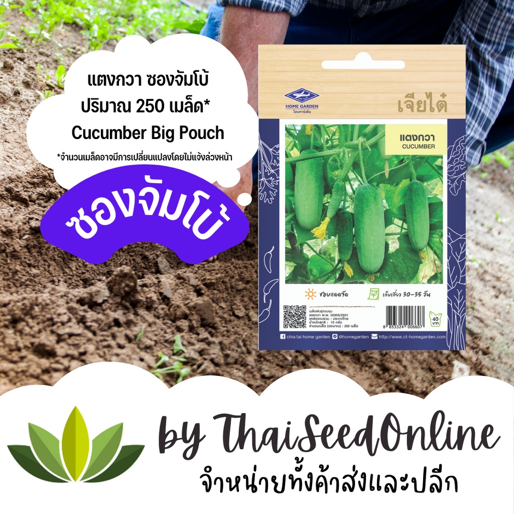 8/70 เมล็ดพันธุ์ แตงกวา 250 เมล็ด ซองจัมโบ้ เพิ่มปริมาณมากกว่า 3 เท่า！ ตราเจียไต๋ Cucumber