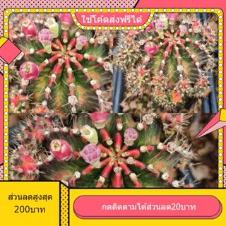 เมล็ด K3 เคสาม 1หลอด ได้150เมล็ด+++