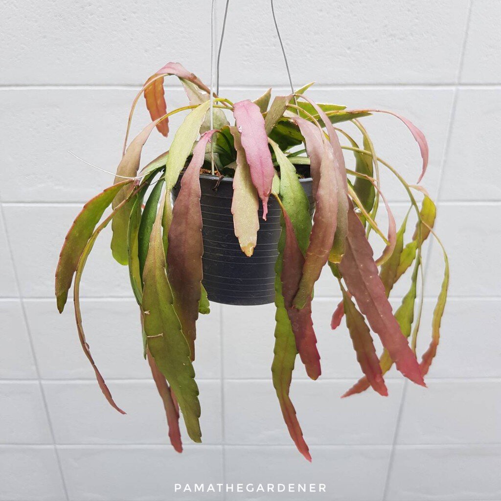 มุมมอง 2