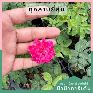 กุหลาบยี่สุ่น ส่งพร้อมมกระถาง 8-11 นิ้ว  ส่งพร้อมต้น ออกดอก