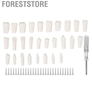 Foreststore Removable  Piece Typodont  Model Dental Teaching For Typodont