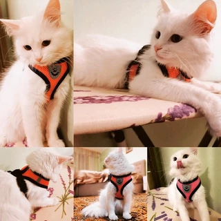 Cat Dog Harness Vest Walking Lead Leash For Puppy Dogs Collar Polyester Adjustable Mesh Harness For Small Medium Pet Accessories