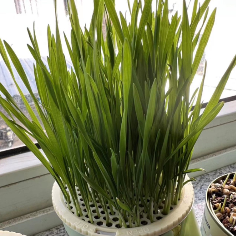 พร้อมส่ง😻😻หญ้าแมว ออร์แกนิค ชุดปลูกข้าวสาลี ชุดหญ้าแมว ถาดเพาะต้นอ่อน ชุดปลูกข้าวสาลีแมว - รูปที่ 5