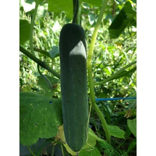 Advance Seeds(ตราตะวันต้นกล้า) ADV กป 100กรัม เมล็ดพันธุ์แตงร้าน โพไซดอน 100 กรัม ตราตะวันต้นกล้า Cucumber F1