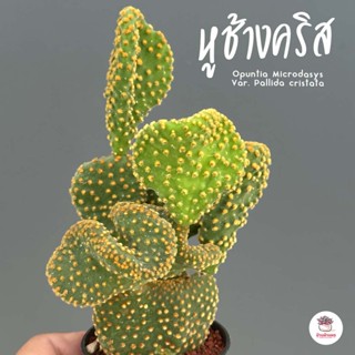 หูช้างคริส Opuntia Microdasys Var. Pallida cristata ไม้อวบน้ำ กุหลาบหิน cactus&amp;succulent