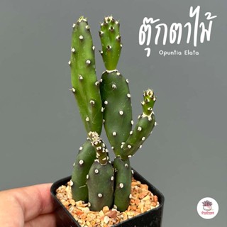 ตุ๊กตาไม้ Opuntia Elata แคคตัส กระบองเพชร cactus&amp;succulent