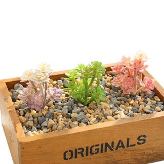 Succulents ต้นกระบองเพชร ขนาดเล็ก อุปกรณ์เสริม สําหรับดอกไม้