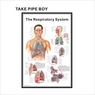โปสเตอร์ระบบทางเดินหายใจ แผนภูมิกายวิภาคศาสตร์ปอด 18 X 27